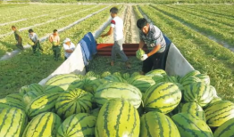 网红吃瓜爆料大全图片,揭秘娱乐圈幕后真相